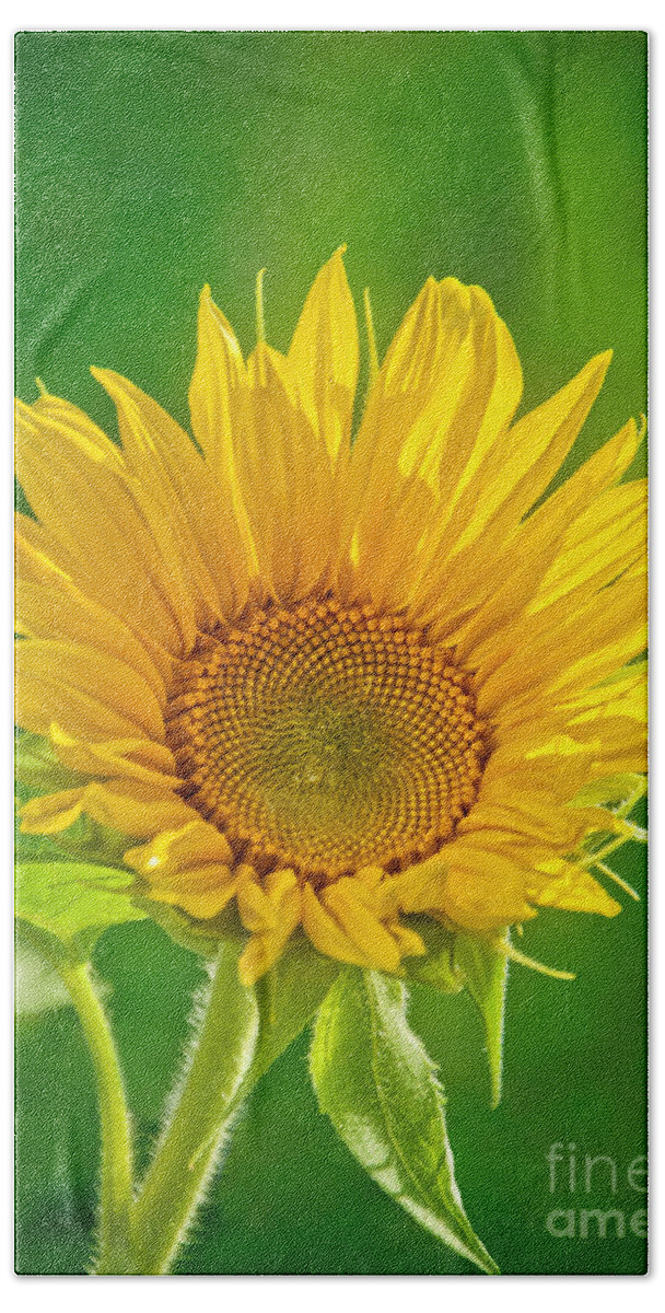 Stunning Bath Towel featuring the photograph Bright Yellow Sunflower by Alana Ranney