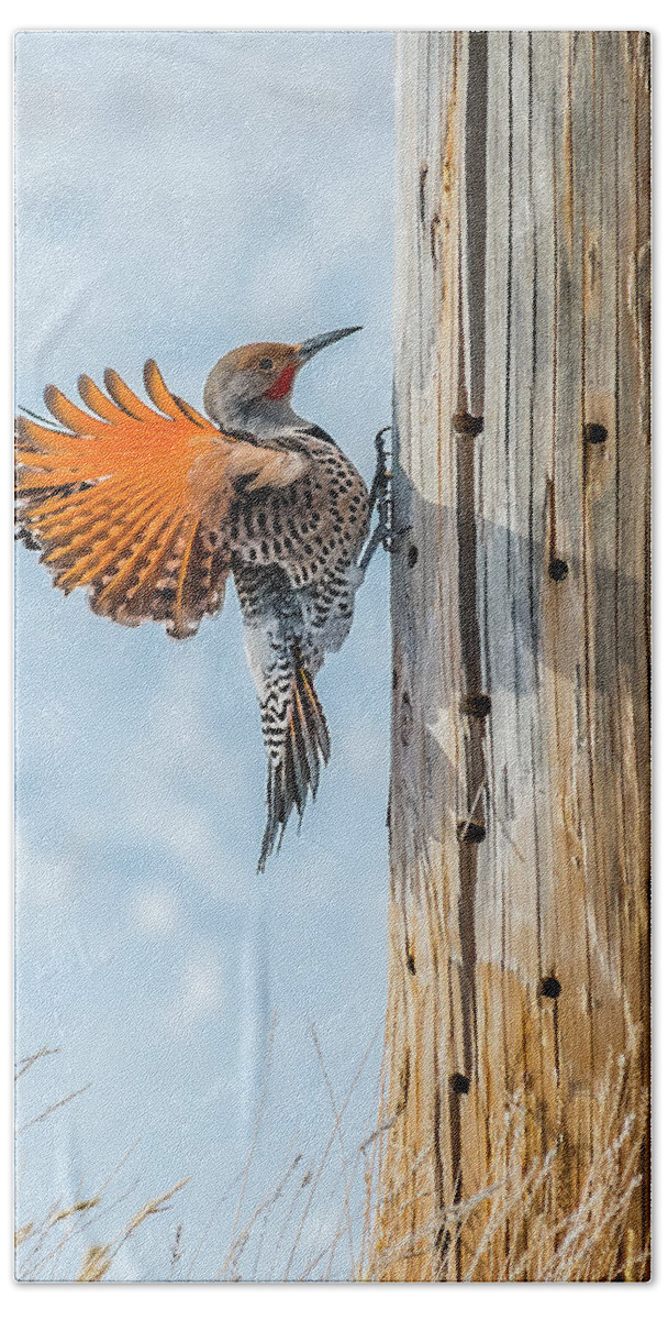 Bird Bath Towel featuring the photograph Brilliant Northern Flicker Woodpecker by Yeates Photography