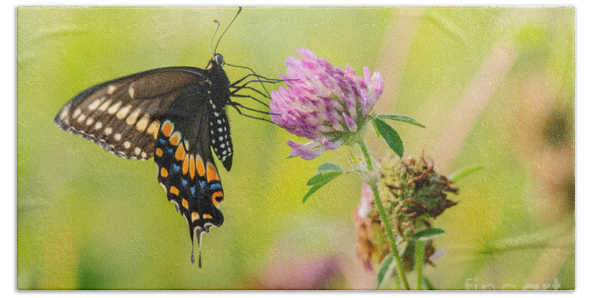 Cheryl Baxter Photography Bath Towel featuring the photograph Brilliant Swallowtail Butterfly by Cheryl Baxter