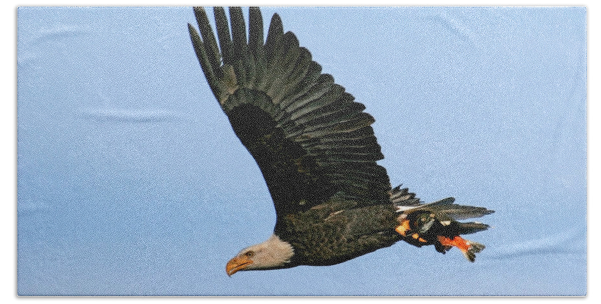 Bald Eagle Bath Towel featuring the photograph Bringing Home the Sushi by Randall Ingalls