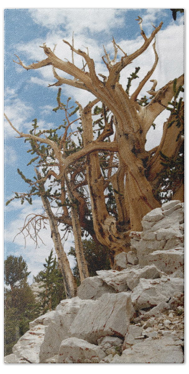 Bristlecone Pine Bath Towel featuring the photograph Bristlecone Pine 6 by Duncan Selby