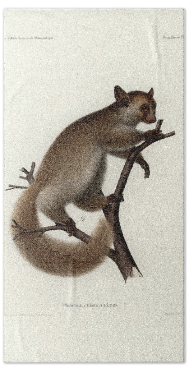 Otolemur Crassicaudatus Bath Towel featuring the drawing Brown Greater Galago or Thick-tailed Bushbaby by Hugo Troschel and J D L Franz Wagner