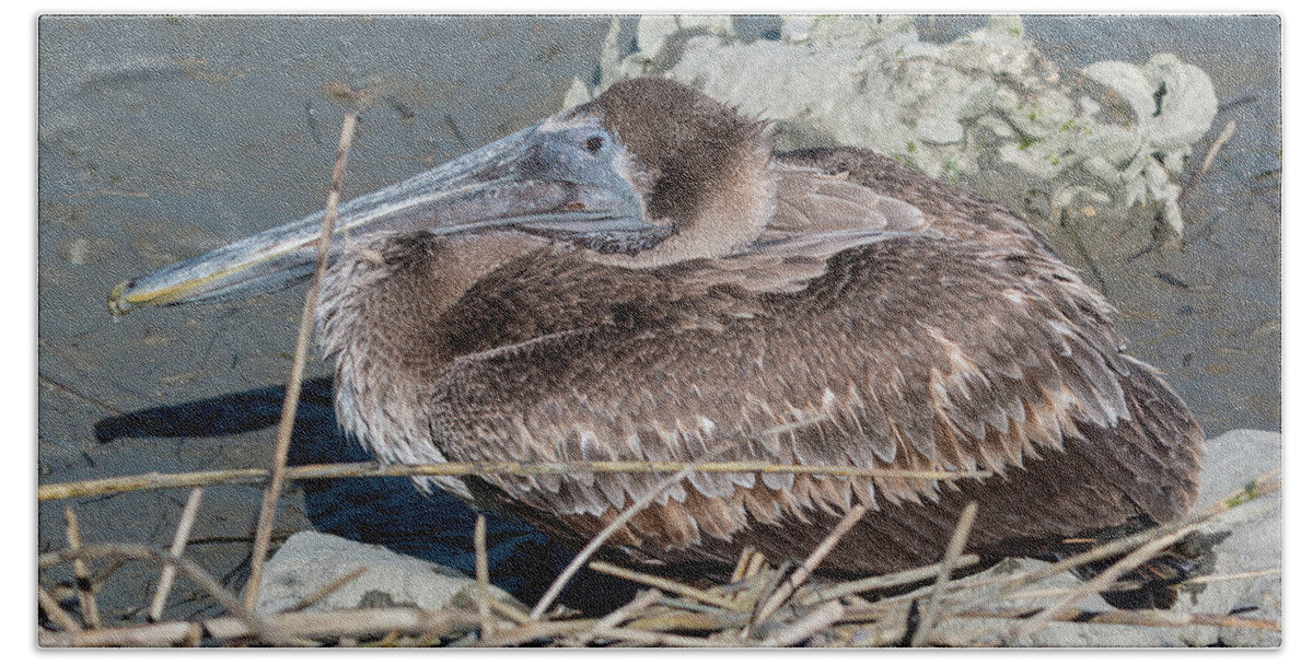 Pelican Bath Towel featuring the photograph Brown Pelican 3 March 2018 by D K Wall
