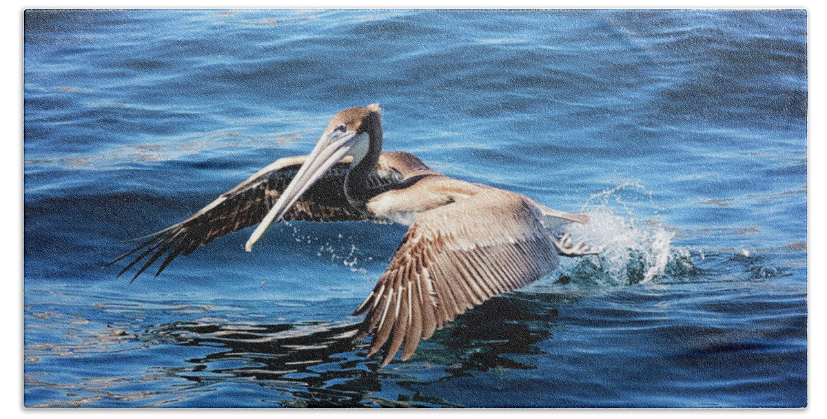 Brown Bath Towel featuring the photograph Brown Pelican in Cabo by Deana Glenz