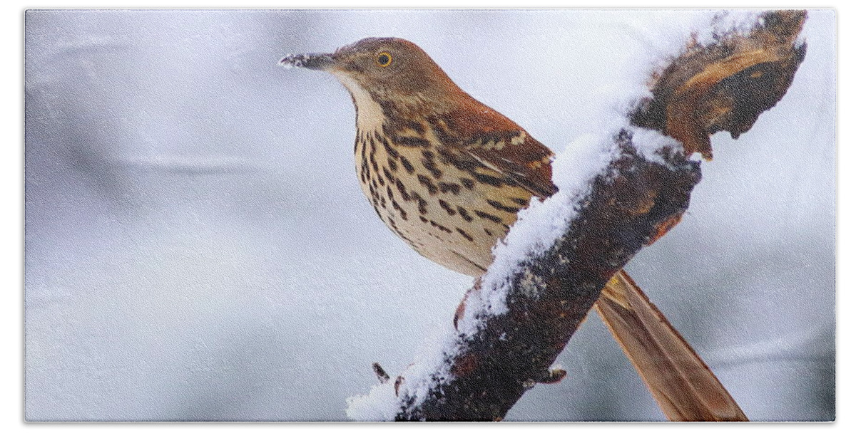 Brown Thrasher Bath Towel featuring the photograph Brown Thrasher In Snow by Daniel Reed