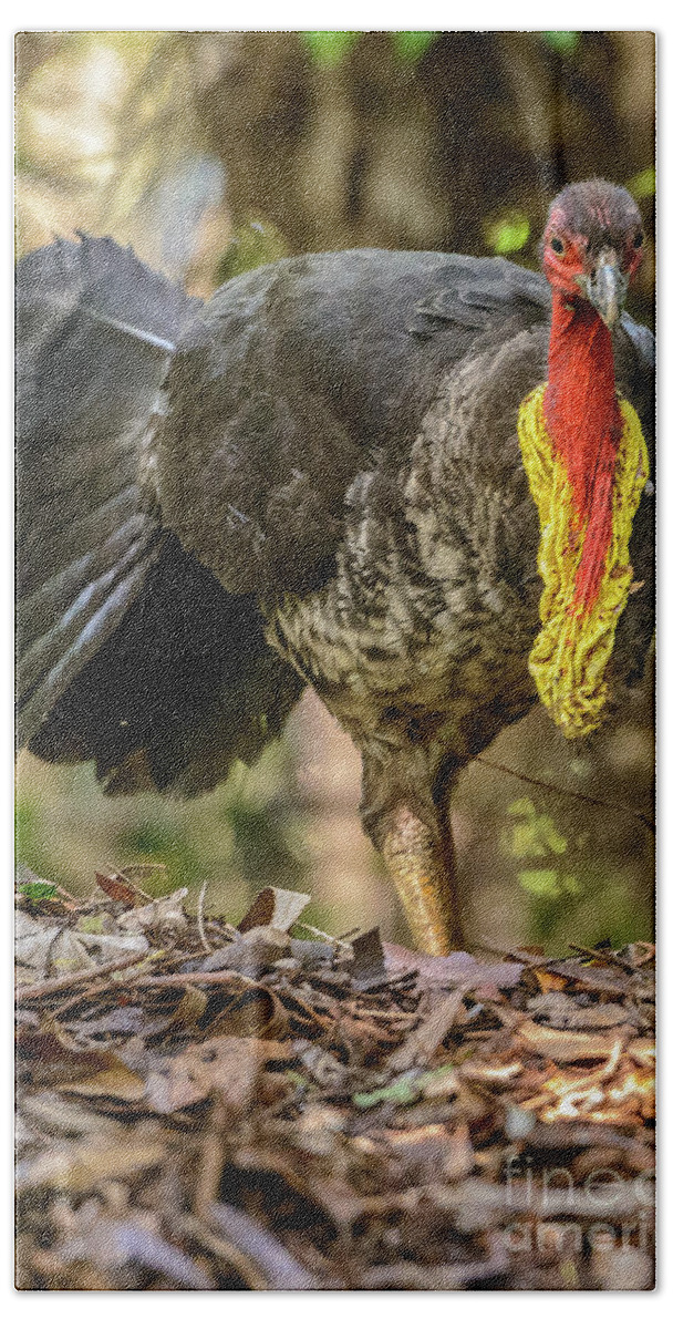 National Park Hand Towel featuring the photograph Brush Turkey by Werner Padarin