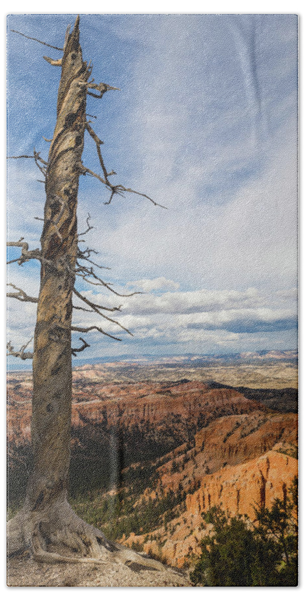 Nature Hand Towel featuring the photograph Bryce Canyon Tree by Kathleen Scanlan
