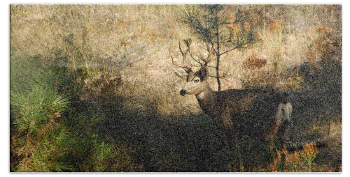 Deer Hand Towel featuring the photograph Buck by Donna Blackhall