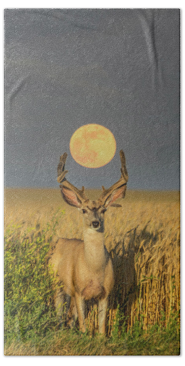 Deer Bath Towel featuring the photograph Buck Moon by Aaron J Groen