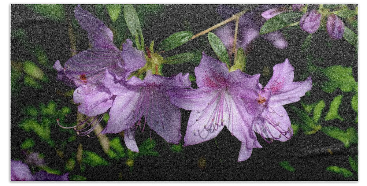 Azaleas Bath Towel featuring the photograph Buds And Blooms by Angie Tirado