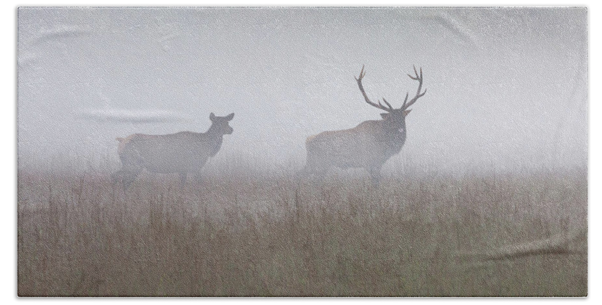 Elk Bath Towel featuring the photograph Bull and Cow Elk in Fog - September 30 2016 by D K Wall