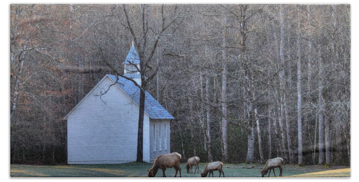 Cataloochee Bath Towel featuring the photograph Bull Elk Attending Palmer Chapel in the Great Smoky Mountains National Park by Carol Montoya