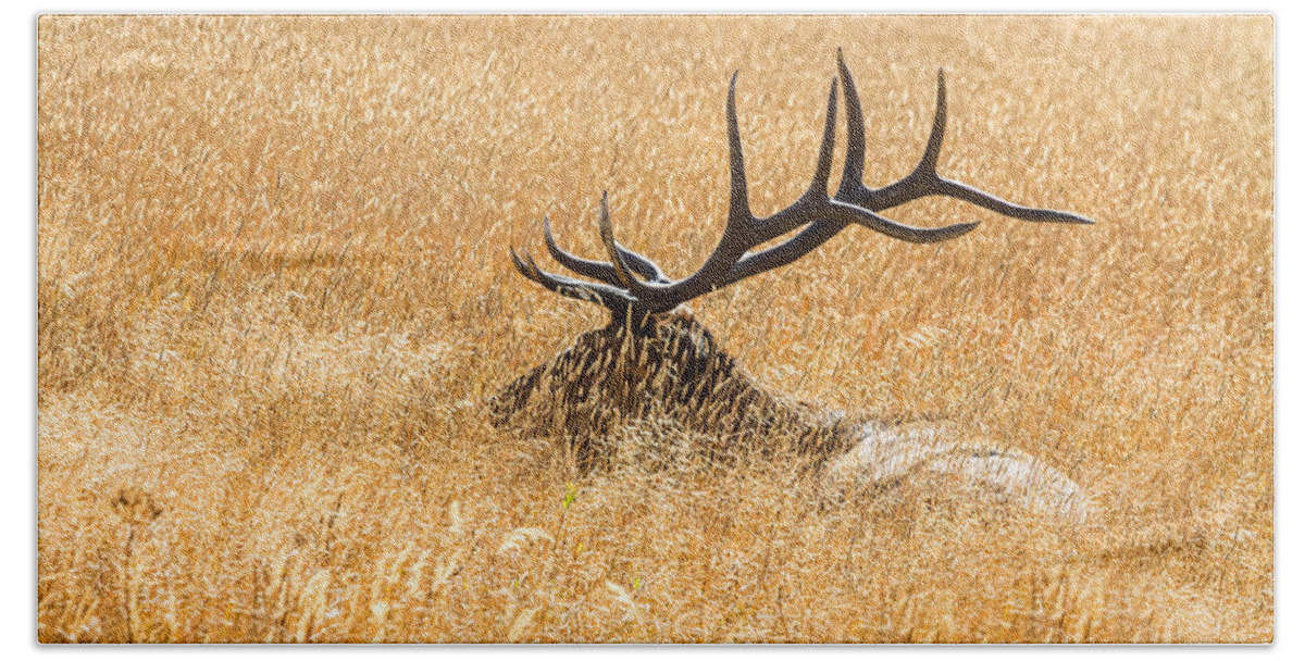 Bull Bath Towel featuring the photograph Bull Elk Bedded Down by James BO Insogna