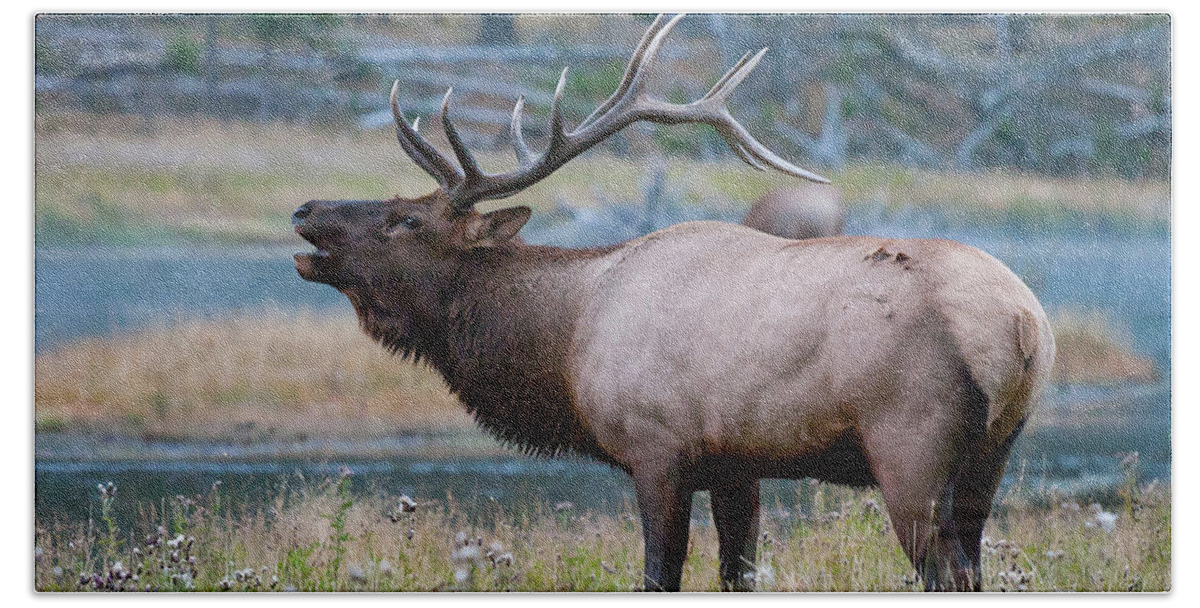 Antelope Bath Towel featuring the photograph Bull Elk Next to River by Wesley Aston