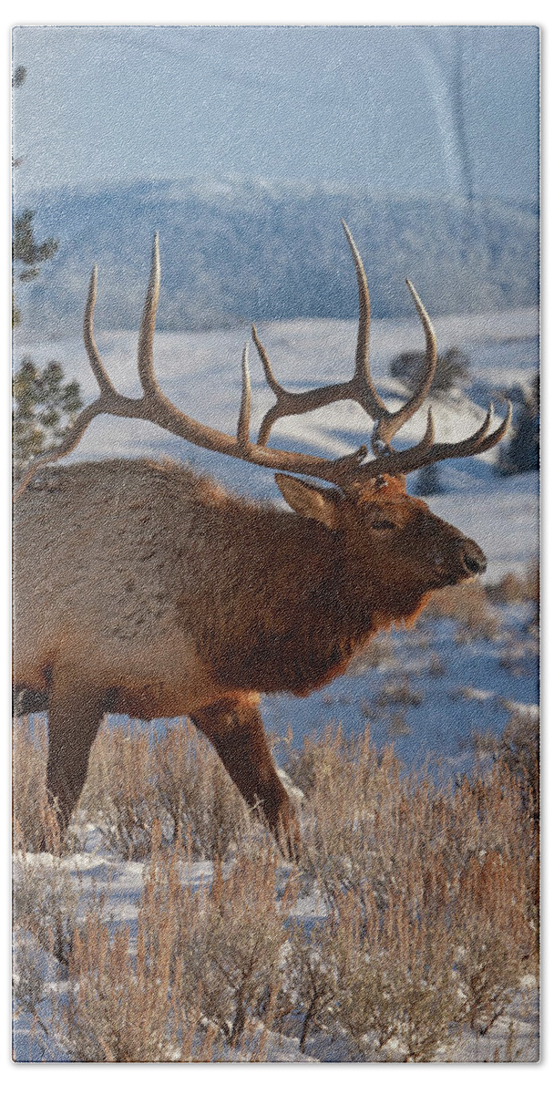 Mark Miller Photos Hand Towel featuring the photograph Bull Elk on a Winter Day by Mark Miller