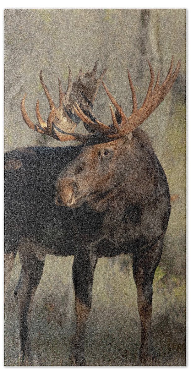 Bull Bath Towel featuring the photograph Bull Moose Grand tetons by Gary Langley