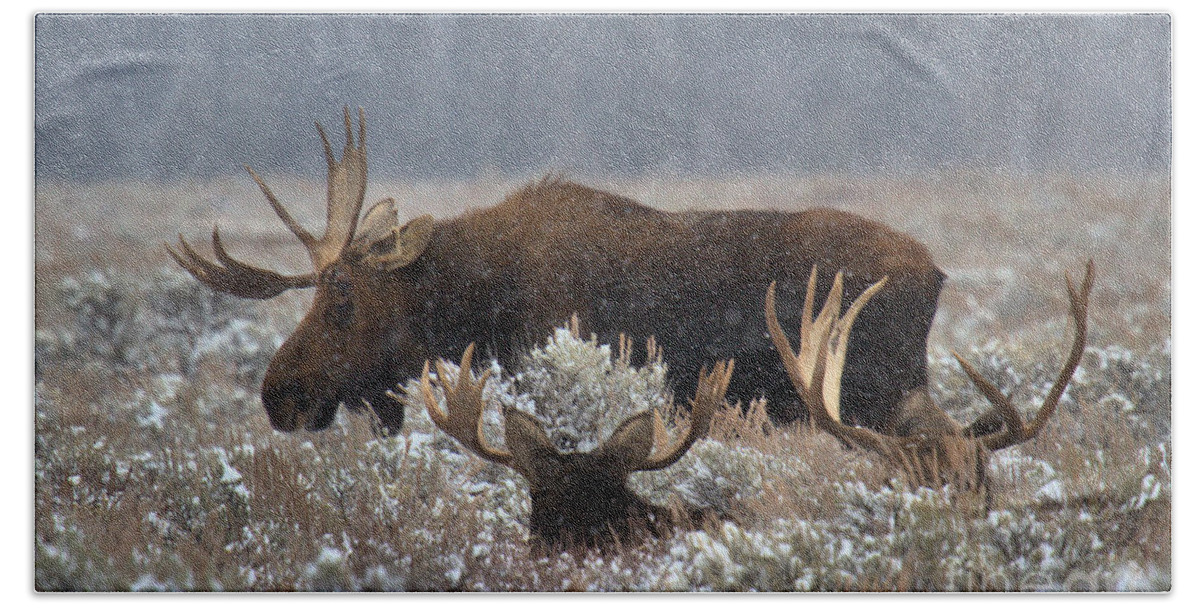 Moose Bath Towel featuring the photograph Bull Moose In The Snowy Meadow by Adam Jewell