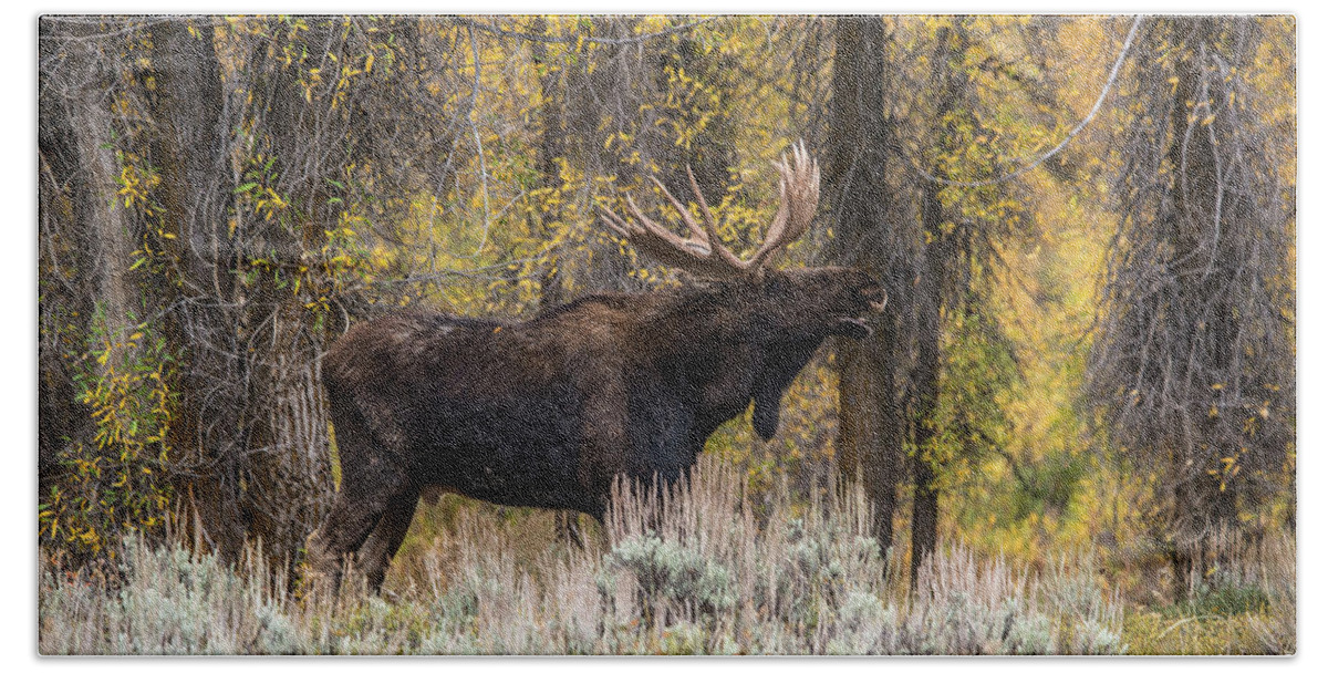 Bull Hand Towel featuring the photograph Bull Moose Talk by Yeates Photography