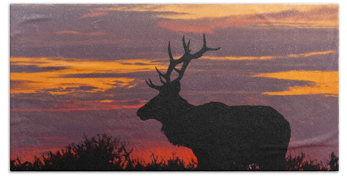 Animal Hand Towel featuring the photograph Bull Tule Elk Silhouetted at Sunset by Jeff Goulden