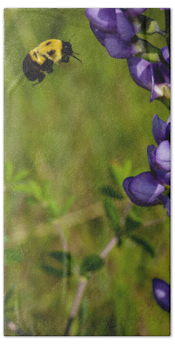 Insect Hand Towel featuring the photograph Bumble Bee and Milk-Vetch by Jeff Phillippi