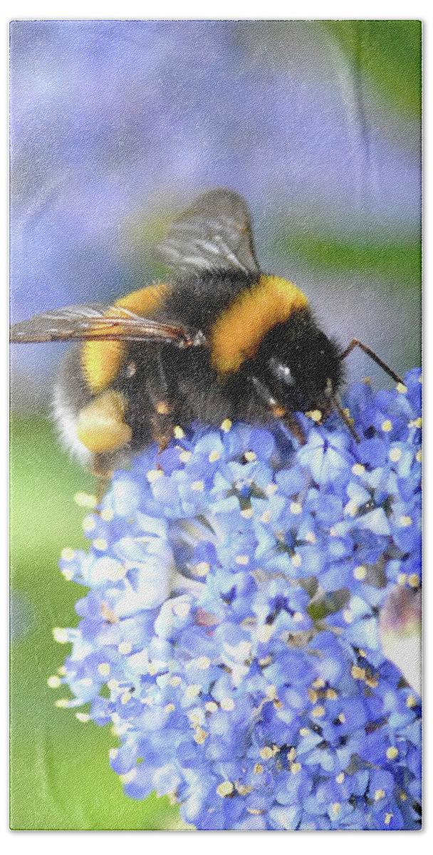 Bumble bee bumblebee on flower in early spring Bath Towel by David