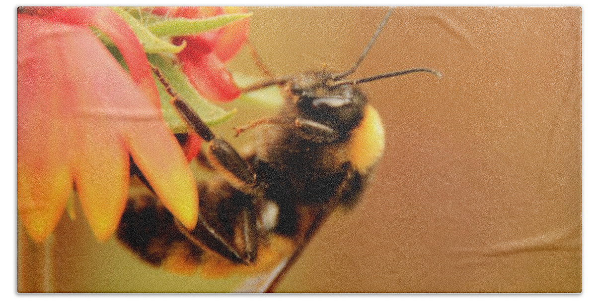Insect Bath Towel featuring the photograph Bumblebee at Days End by Chris Berry
