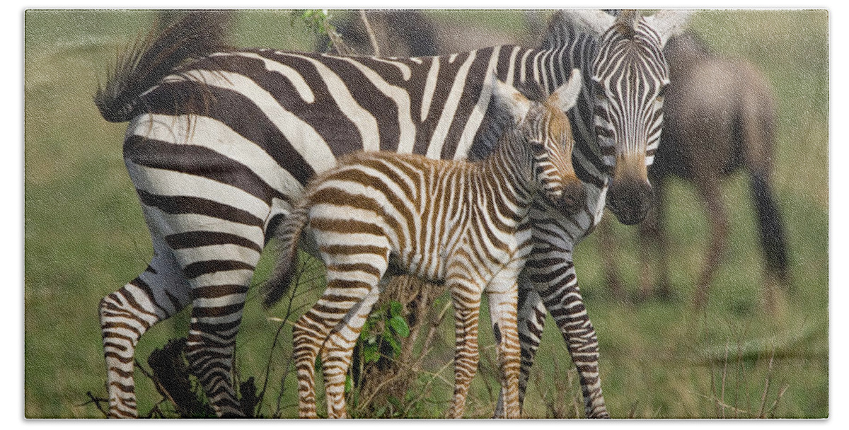 Mp Bath Towel featuring the photograph Burchells Zebra Equus Burchellii Mother by Suzi Eszterhas