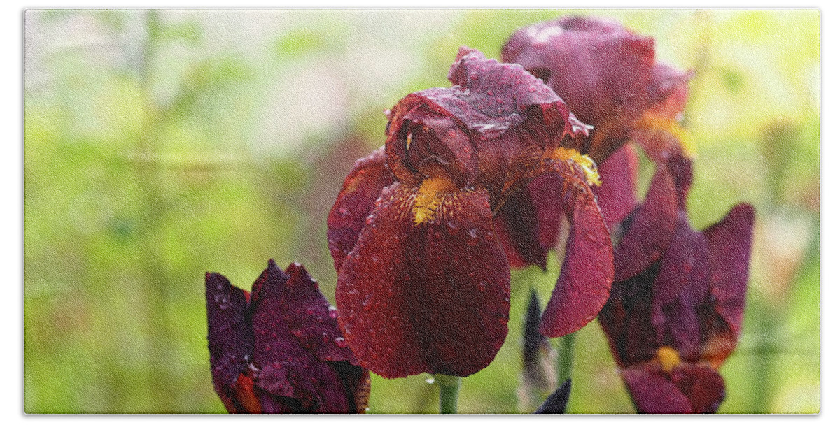 Iris Bath Towel featuring the photograph Burgundy Bearded Irises in the Rain by Rona Black