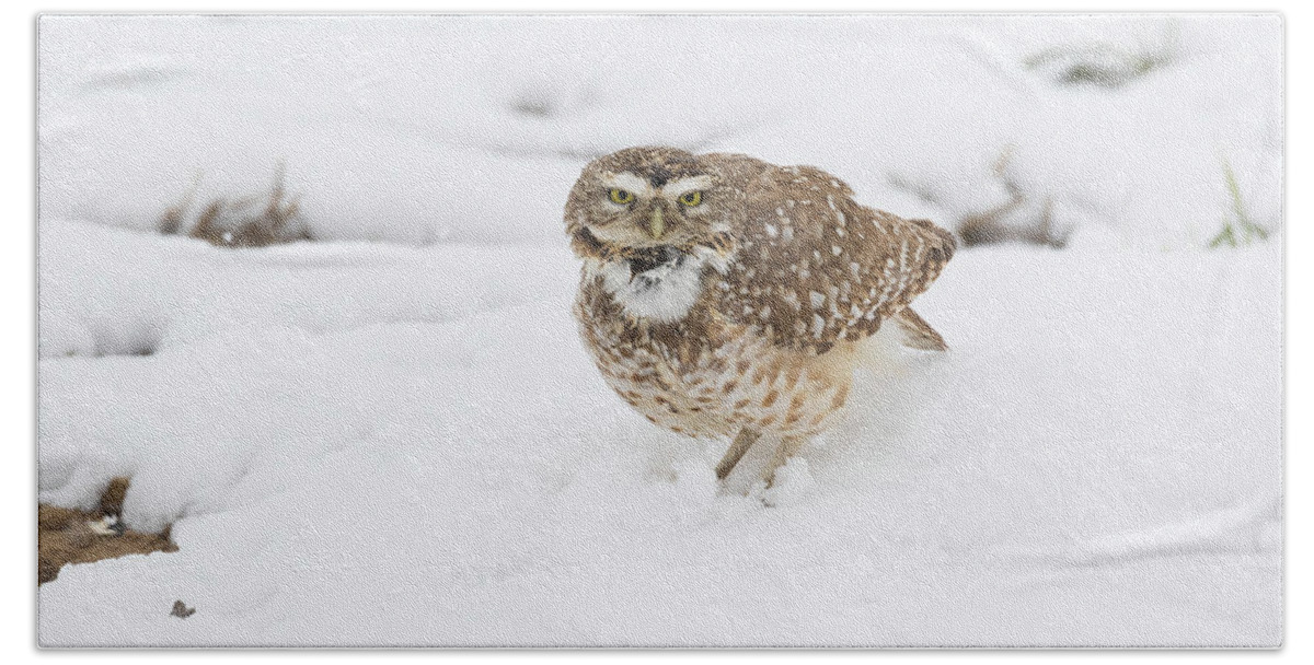 Owl Bath Towel featuring the photograph Burrowing Owl Calls in the Snow by Tony Hake