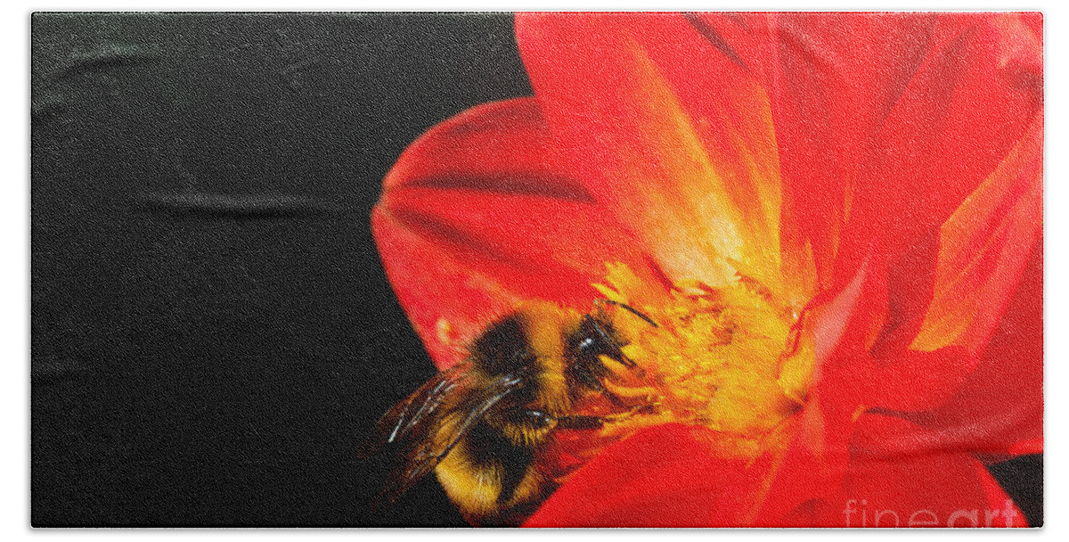 Bee Bath Towel featuring the photograph Busy Bee by Diane Macdonald