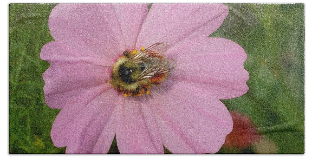 Cosmo Bath Towel featuring the photograph Busy Bee on Cosmo by Sonya Chalmers