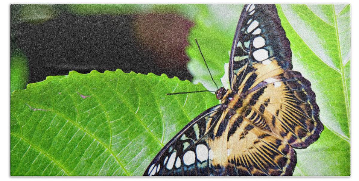 Butterfly Hand Towel featuring the photograph Butterfly 13a by Walter Herrit
