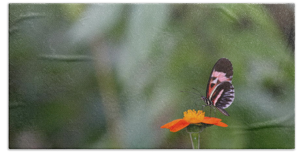 Butterfly Hand Towel featuring the photograph Butterfly 16 by Michael Fryd