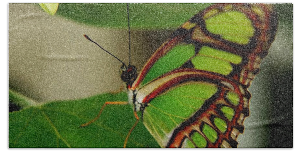 Butterfly Bath Towel featuring the photograph Butterfly 2 by Scott Gould