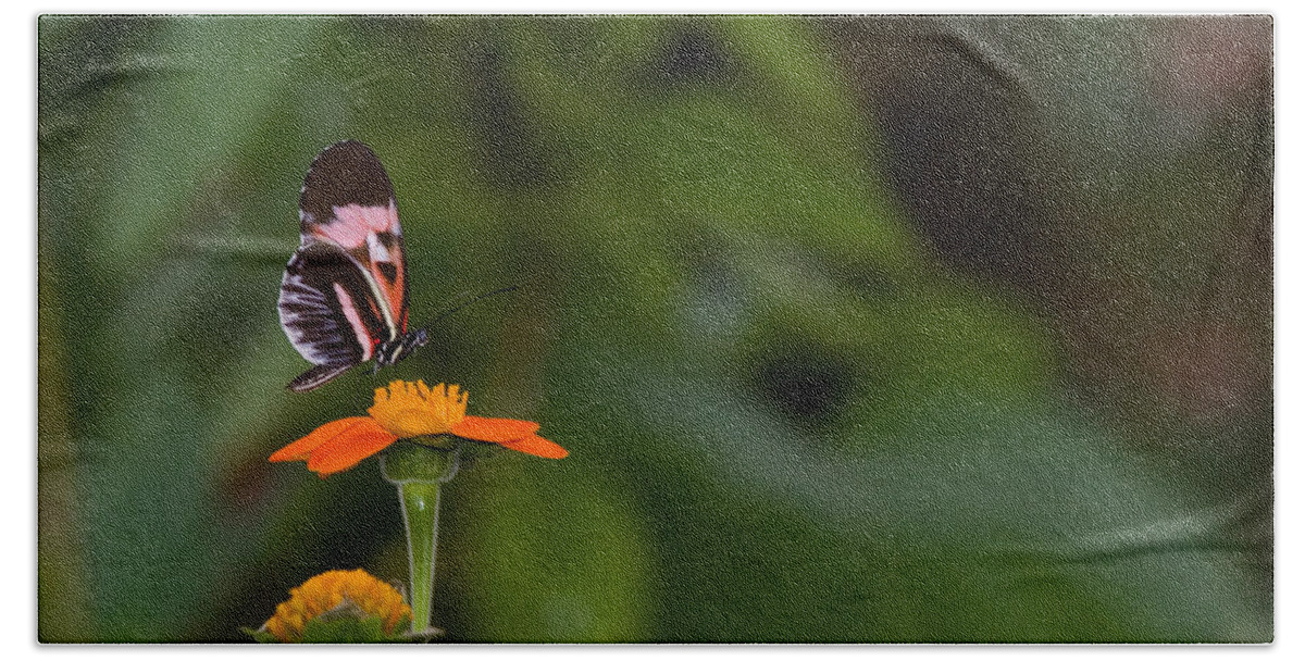 Butterfly Bath Towel featuring the photograph Butterfly 26 by Michael Fryd