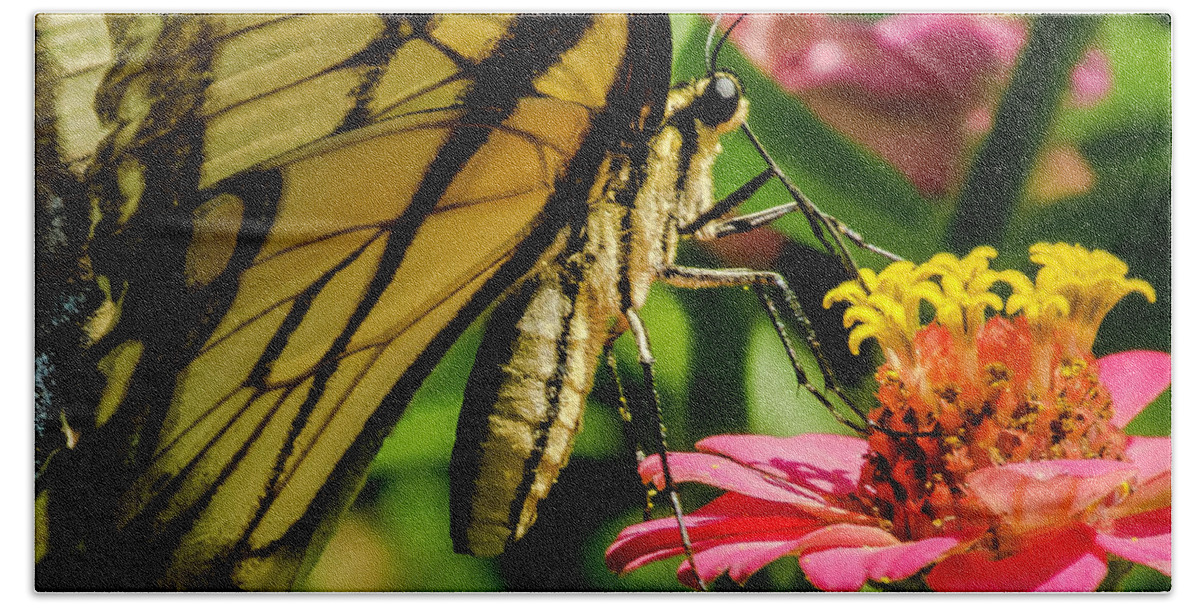 Butterfly Bath Towel featuring the photograph Butterfly and Zinnia by John Roach