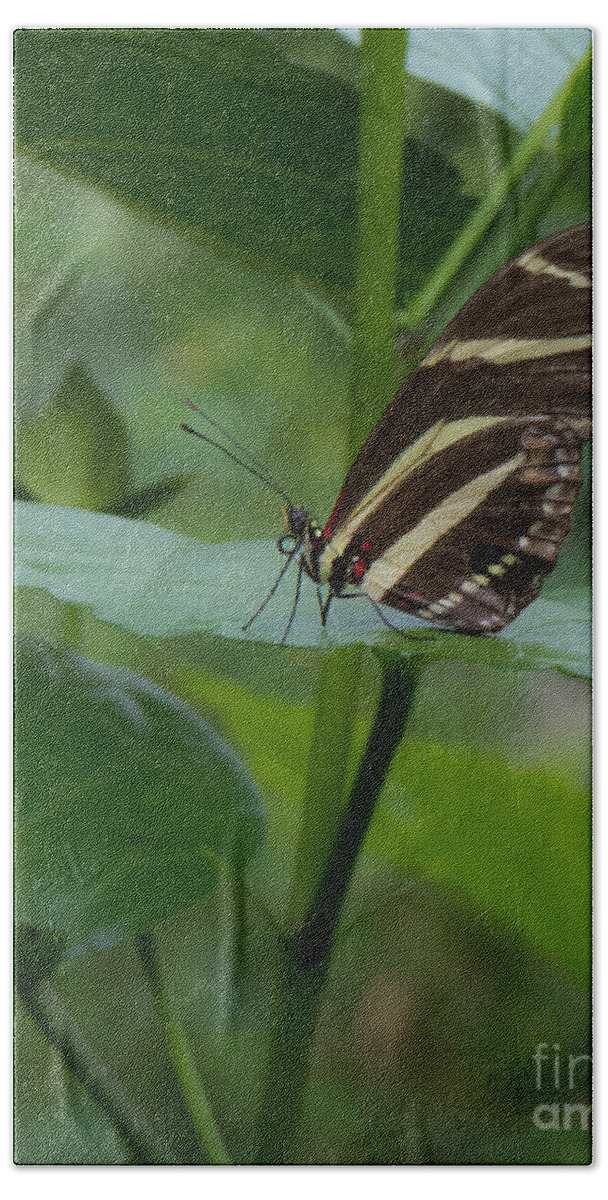 Butterfly Hand Towel featuring the photograph Butterfly 2 by Christy Garavetto