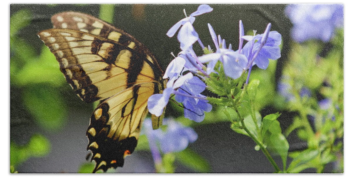 Wildlife Bath Towel featuring the photograph Butterfly by Dillon Kalkhurst