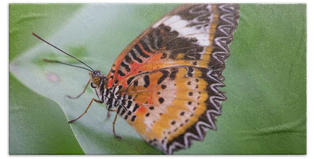 Animal Hand Towel featuring the photograph Butterfly on the Edge of Leaf by John Wadleigh