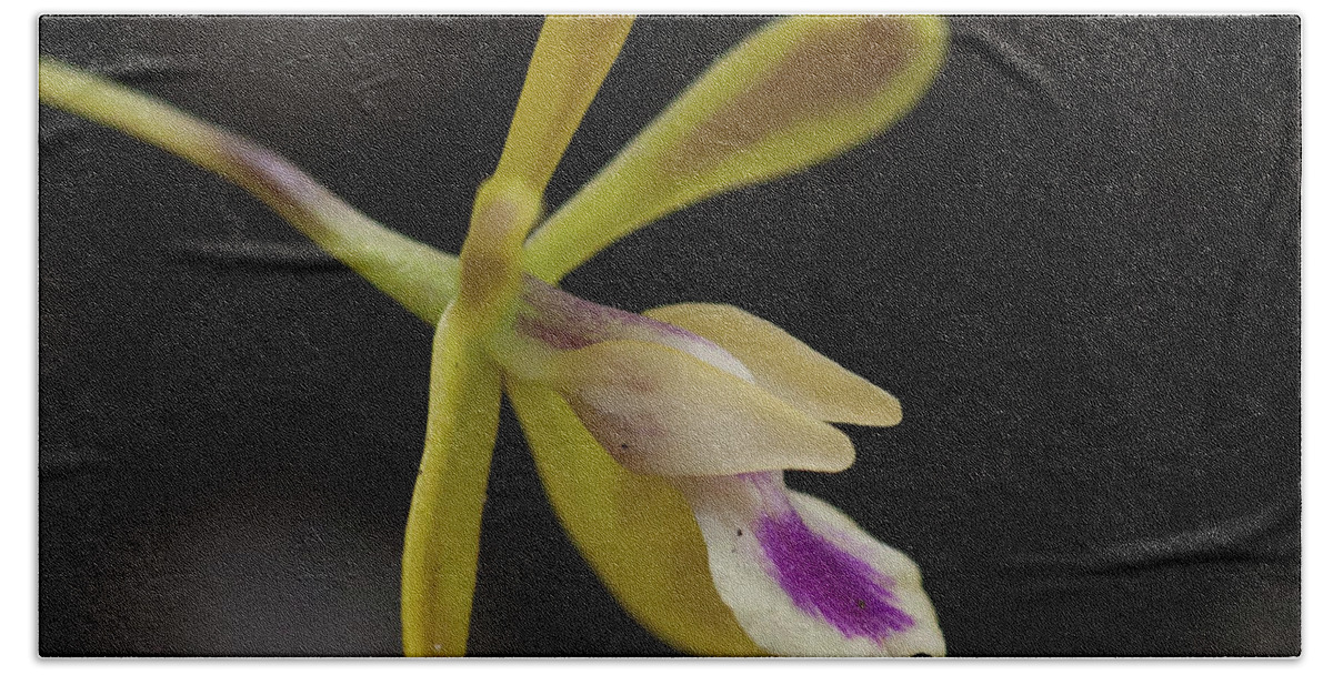 Orchid Bath Towel featuring the photograph Butterfly Orchid #1 by Paul Rebmann