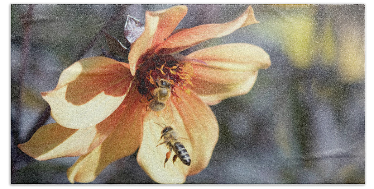 Apiary Bee Bees Buzzing Insect Closeup Close-up Flower Nature Natural Flowers Pollen Outside Outdoors Botanic Botanical Garden Gardening Ma Mass Massachusetts Newengland New England U.s.a. Usa Brian Hale Brianhalephoto Bath Towel featuring the photograph Buzzing the Flower by Brian Hale