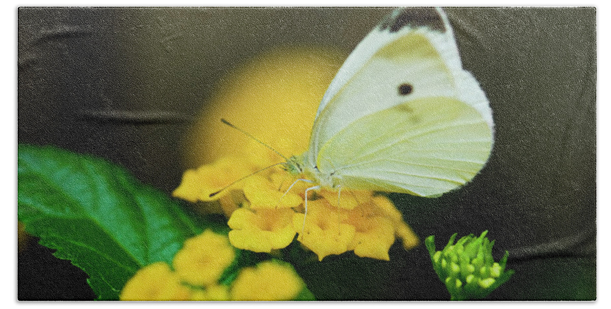 Cabbage White Butterflies Bath Towel featuring the photograph Cabbage White Butterfly by Betty LaRue