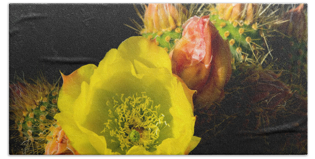 Cactus Hand Towel featuring the photograph Cactus Blossom by Derek Dean