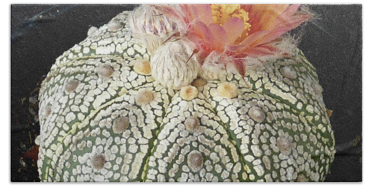 Cactus Bath Towel featuring the photograph Cactus Flower 4 by Selena Boron
