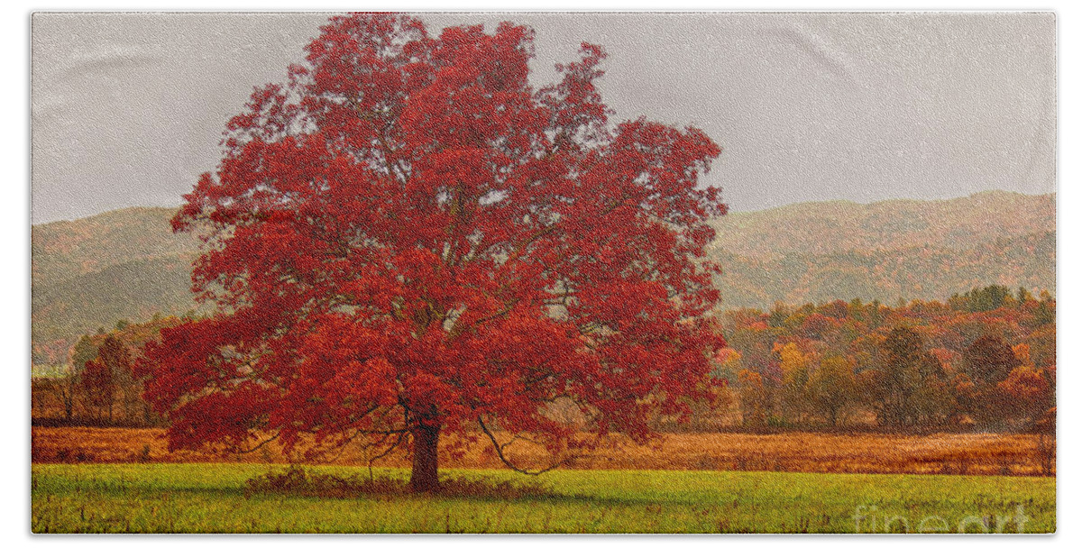 Cades Cove Hand Towel featuring the photograph Cades Tree After The Rain by Geraldine DeBoer