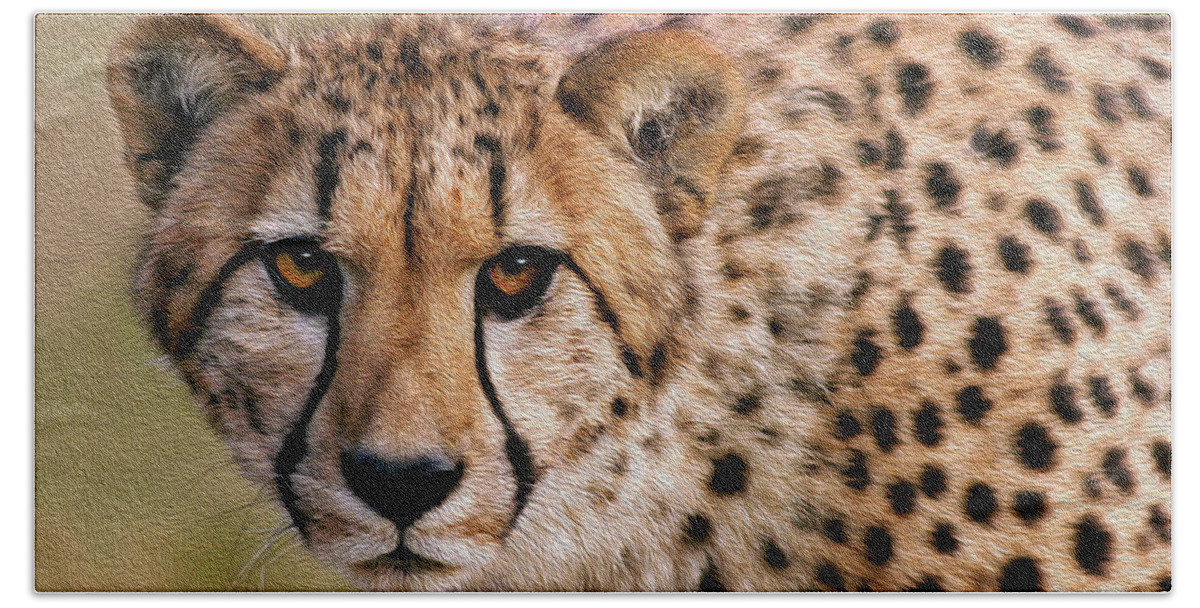 Cheetah Bath Towel featuring the photograph Calculated Look by Art Cole