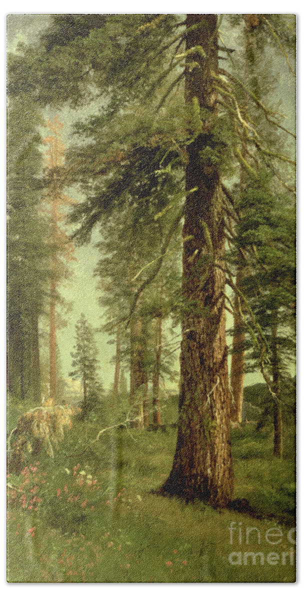 California Hand Towel featuring the painting California Redwoods by Albert Bierstadt