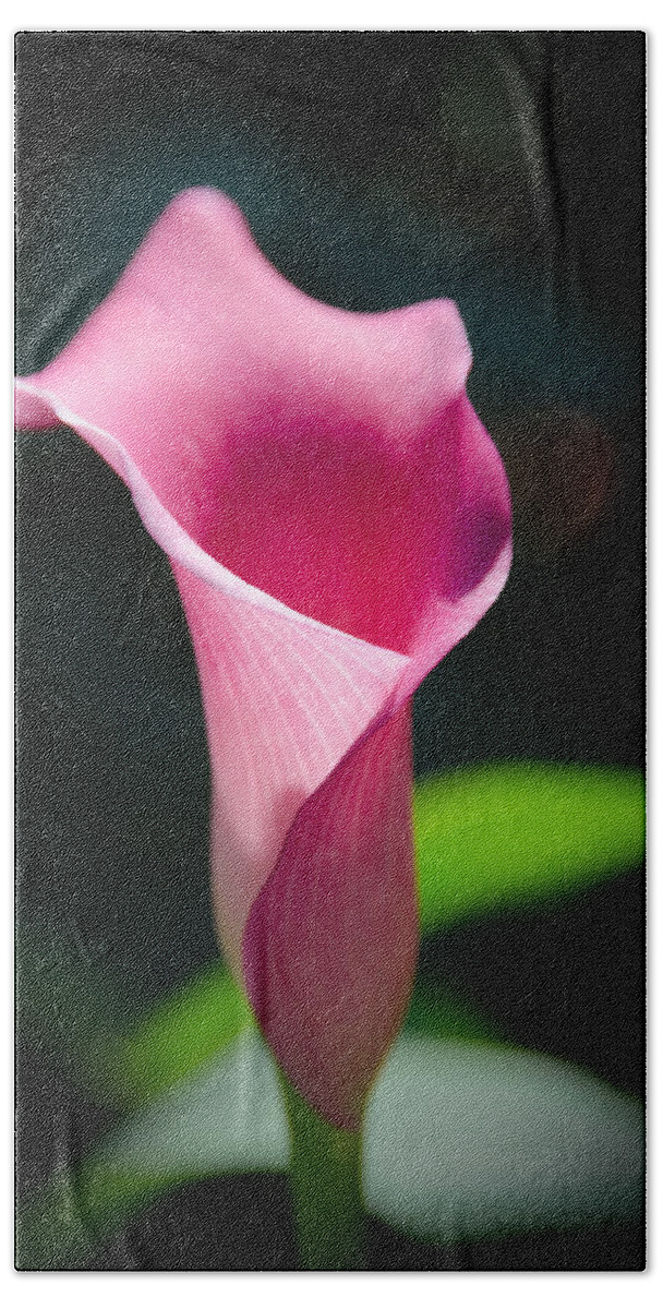 Merrifield Garden; Calla Lily; Flower; Pink Hand Towel featuring the photograph Calla in the Sun by Georgette Grossman