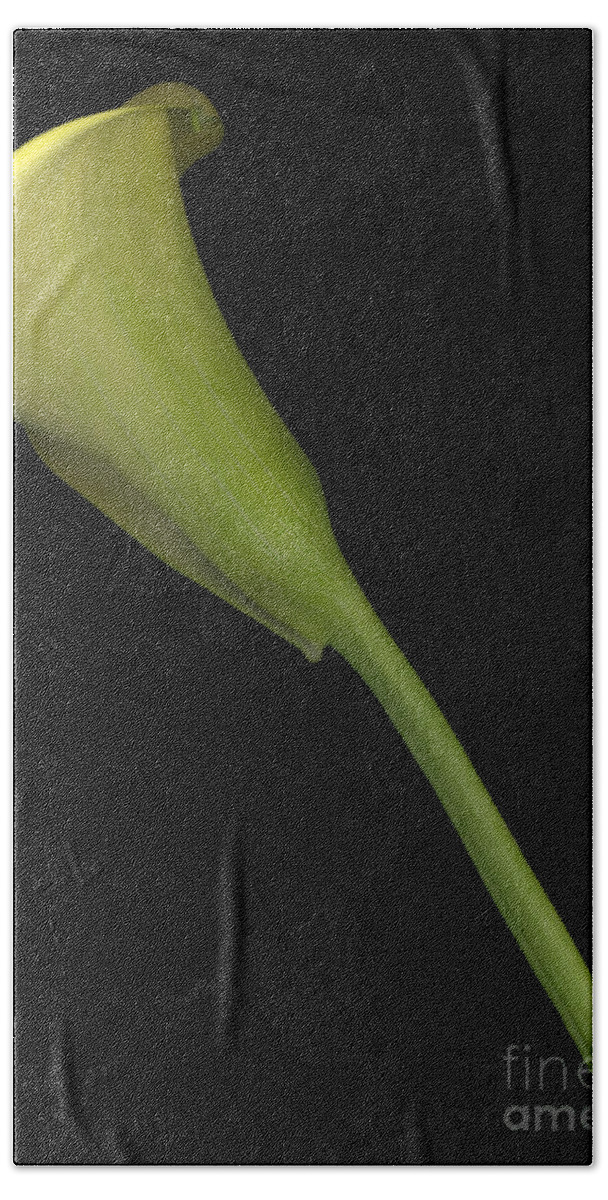 Limited Edition 1/250 Bath Towel featuring the photograph Calla Lily Stem by Heather Kirk