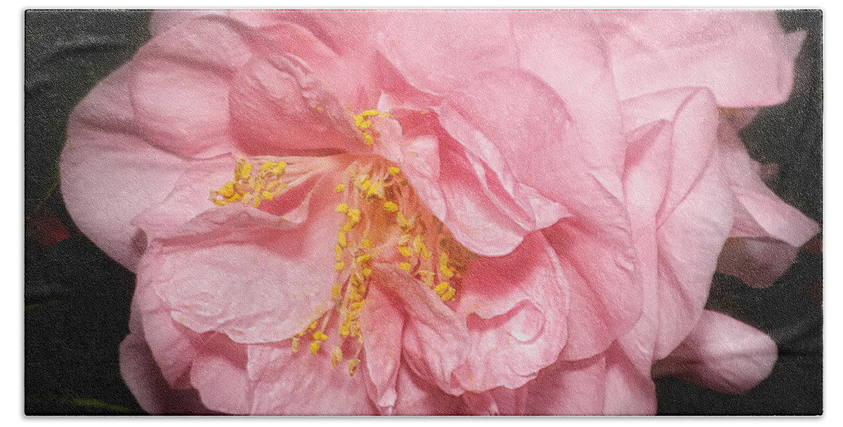 Flower Bath Towel featuring the photograph Camellia by Ann Jacobson